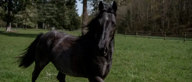 En un mundo donde los caballos suelen ser sinónimo de nobleza, fuerza y carreras de turf sospechosas, aparece Justice. No, no es un juez, ni un ministro de la Corte Suprema con nombre de villano de Marvel. Justice es un caballo. Pero no cualquier caballo: uno que decidió que ya estaba harto del maltrato y… demandó a su abusador.