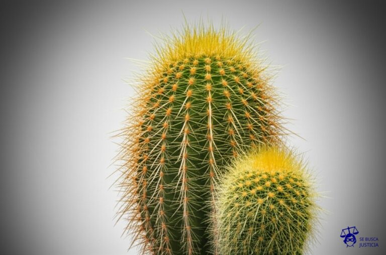 Un cactus gordo y espinoso, con un pequeño y flaco cactus a su lado, casi completamente cubierto por las espinas del grande. Representa: Cobro de intereses usurarios