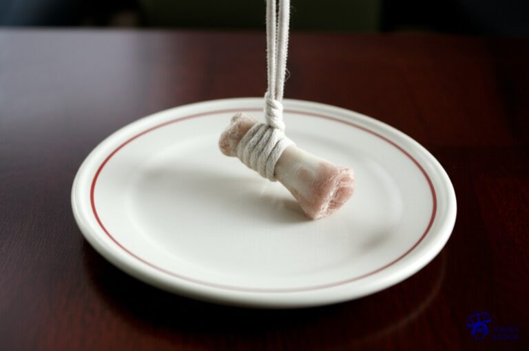 Un plato vacío con un hueso roído en el centro, atado a una pata de una mesa. Representa: Guillermo Vargas (Habacuc) fue denunciado por su performance 'Exposición No. 1' que supuestamente incluía un perro atado sin comida