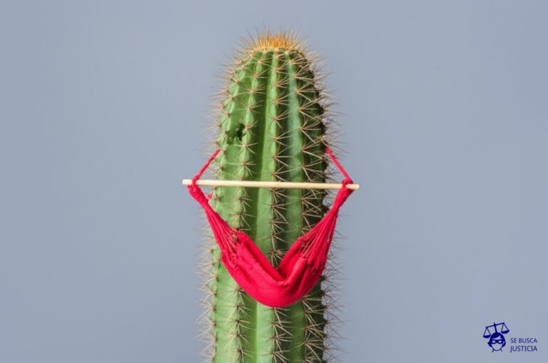 Un cactus con una hamaca colgada a su lado, pero la hamaca está pinchada por las espinas. Representa: No otorgamiento de vacaciones