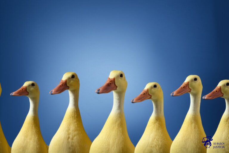 Una fila de patos, cada uno mirando en una dirección diferente. Representa: Testigos que se contradicen en juicio