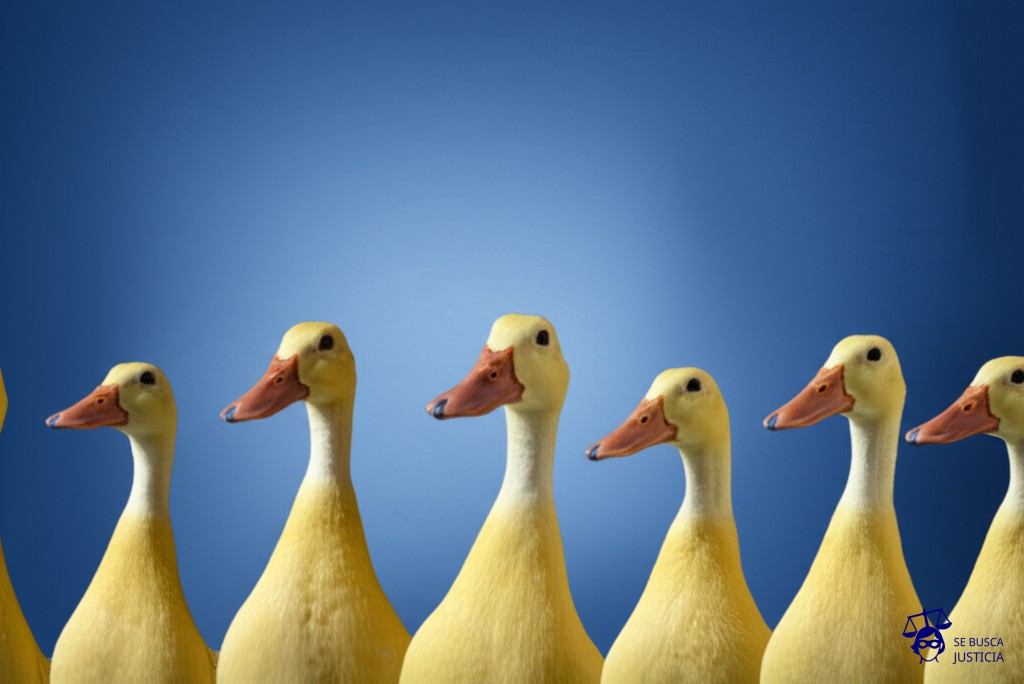 Una fila de patos, cada uno mirando en una dirección diferente. Representa: Testigos que se contradicen en juicio