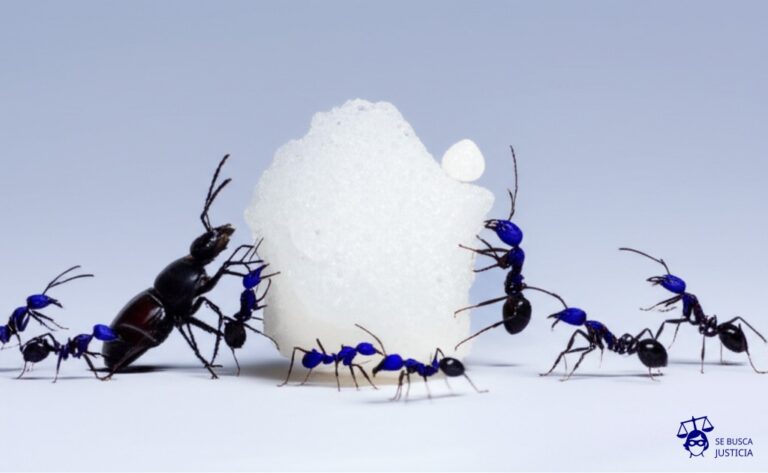 Un grupo de hormigas cargando un gran terrón de azúcar. Una de las hormigas, al ser interceptada por un insecto más grande (un escarabajo), le lanza una migaja. El resto de las hormigas huyen con el terrón. Representa: Un grupo de personas comete un hurto en un edificio de departamentos. Mientras huyen, un guardia de seguridad intenta detenerlos y uno de los delincuentes lo agrede físicamente. La fiscalía los acusa de robo con lesiones. La defensa del agresor busca separar los delitos, argumentando que la agresión al guardia fue un acto individual y no parte del plan original de robo, intentando disminuir la imputación a los demás coautores.