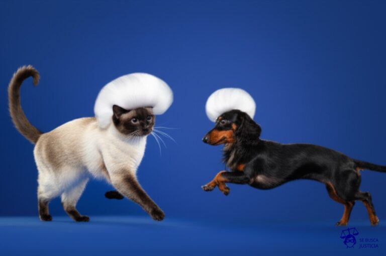 Un gato siamés (el producto extranjero) con un gran moño de peluquería, siendo perseguido por un perro salchicha (la empresa demandada) con el pelo peinado con el mismo moño, ambos corriendo en direcciones opuestas. Representa: Una empresa de productos para el cuidado del cabello es demandada por utilizar el nombre de una marca registrada de otro país, a pesar de que los productos y el mercado son diferentes, generando confusión internacional.