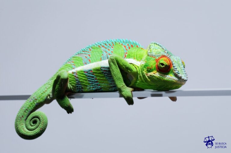 Un camaleón con un disfraz a medio poner, intentando pasar desapercibido sobre un fondo con el logo de la empresa conocida. Representa: Una startup de tecnología es acusada de utilizar un logo que es una modificación de un logo de una empresa conocida, intentando confundir a los inversores y al público en general para beneficiarse de la marca.